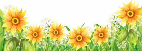  Sunflowers in full bloom, flower decoration, pictures, free of cutting materials