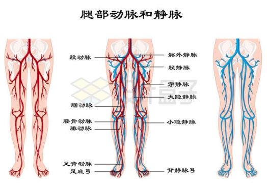 人体腿部动脉和静脉示意图4367709矢量图片免抠素材