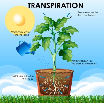 植物蒸腾作用光合作用中学生物教学图片免抠素材