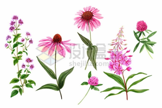 粉红色荷兰菊等野花鲜花花朵装饰彩绘插画png图片免抠矢量素材
