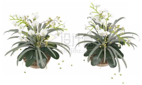 两盆夏雪片莲观赏植物花卉8674196图片免抠素材