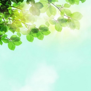 夏天夏日正午阳光照射下的树冠绿色树叶装饰8302316免抠图片素材