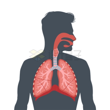 人体呼吸系统示意图1755425矢量图片免抠素材