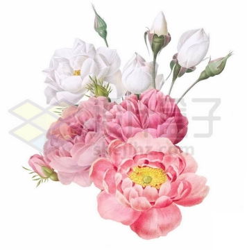 盛开的粉红色白色牡丹花水彩插画6572634PSD免抠图片素材