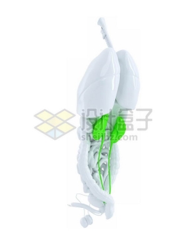 3D立体绿色肾脏泌尿系统和白色肺部心脏肝脏大肠小肠等内脏塑料人体模型3005151免抠图片素材