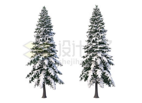 2款冬天大雪过后有积雪的雪松大树2752033免抠图片素材