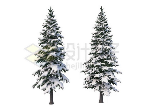 2款冬天大雪过后有积雪的雪松大树4614135免抠图片素材