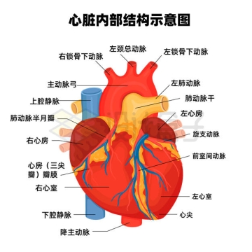 人体心脏内部结构各部位名称大全示意图9981016矢量图片免抠素材
