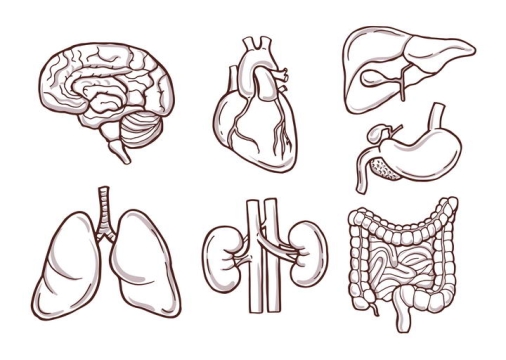 手绘线条风格人体器官组织大脑心脏肝脏肺部肾和肠道免扣图片素材