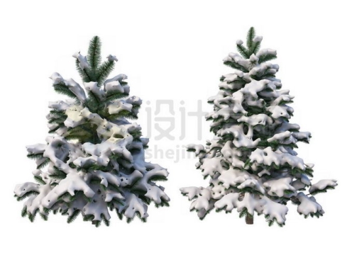 2款冬天大雪过后有积雪的雪松大树7999301免抠图片素材