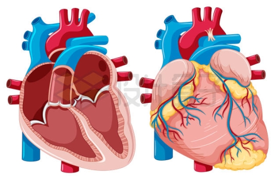 2款人体心脏解剖内部结构示意图7133831矢量图片免抠素材
