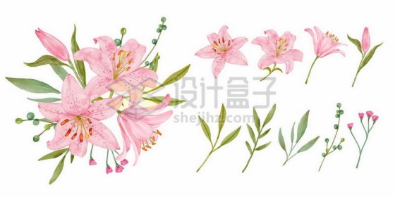 粉红色百合花的花朵和叶子手绘插画2947681矢量图片免抠素材