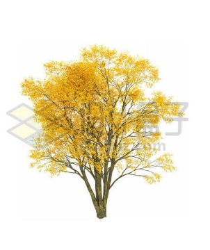 秋天树叶黄了的白蜡树大树6198477PSD图片免抠素材
