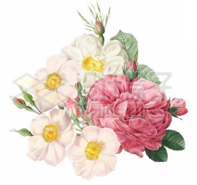 盛开的红色牡丹花和白色金樱子美丽花朵水彩画1609188PSD免抠图片素材