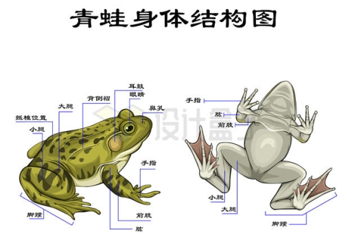 青蛙的身体结构各部位名称示意图1445703矢量图片免抠素材