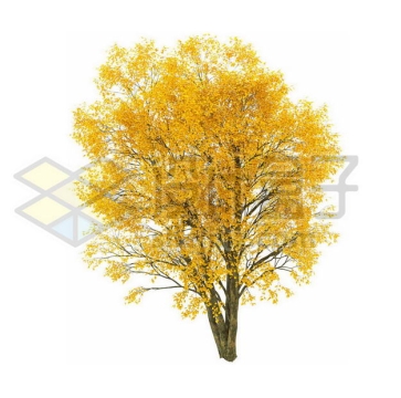 秋天树叶黄了的白蜡树杨树大树6704987PSD图片免抠素材