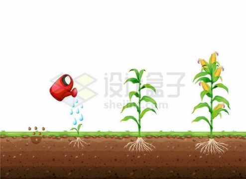 玉米幼苗卡通图片