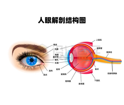 人眼眼球解剖结构示意图9920944矢量图片免抠素材
