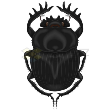 一只黑色的屎壳郎甲虫3442693矢量图片免抠素材
