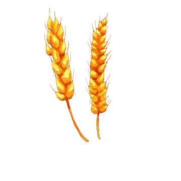 秋天金黄色的麦穗粮食大丰收水彩画6280390免抠图片素材