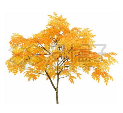 秋天树叶黄了的无患子大树6153667PSD图片免抠素材