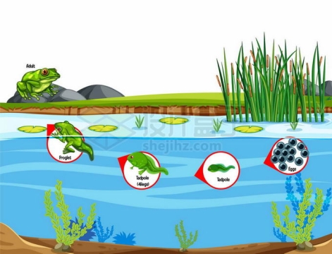 池塘里青蛙的生命周期：卵,蝌蚪生物课插画4765982矢量图片免抠素材免费下载