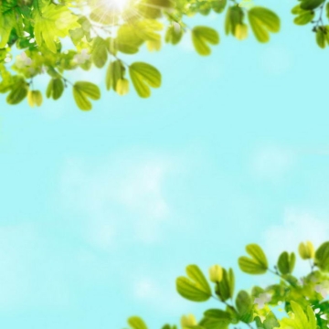 夏天夏日中午阳光照射下的树冠绿色树叶装饰边框2969221免抠图片素材