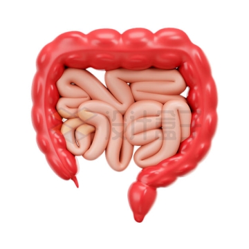 卡通大肠小肠3D模型2951133PSD免抠图片素材