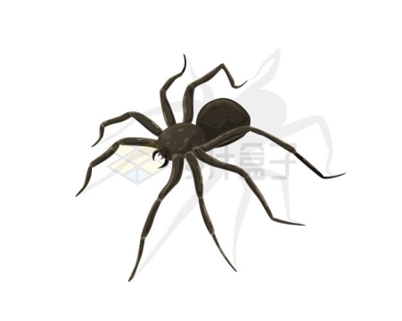 一只逼真的大长腿蜘蛛5351889矢量图片免抠素材