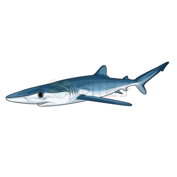 一条虎鲨鲨鱼侧面图9594374矢量图片免抠素材