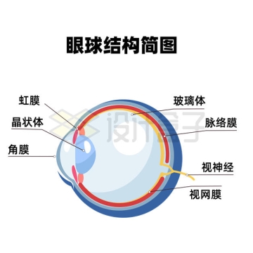 虹膜角膜视网膜等眼球结构简图3344222矢量图片免抠素材