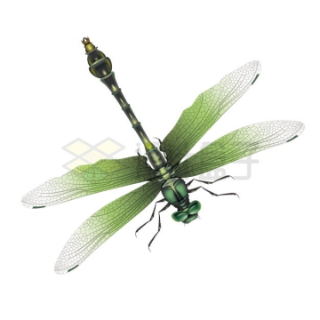 一只绿色的蜻蜓5781515矢量图片免抠素材