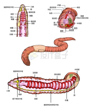蚯蚓内脏内部结构解剖示意图8743687矢量图片免抠素材