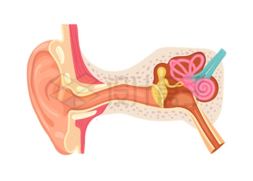 耳朵内部结构解剖示意图8575295矢量图片免抠素材