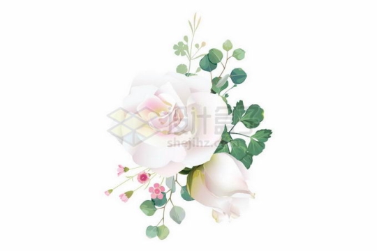 盛开的白色玫瑰花绿叶装饰9881224矢量图片免抠素材