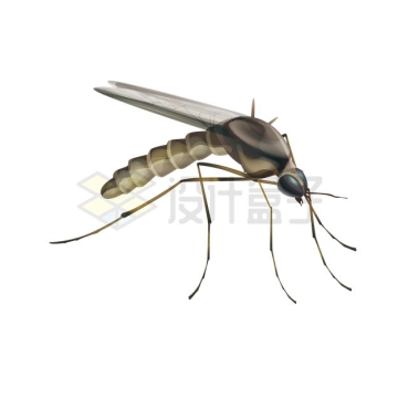 一只趴着的蚊子8452462矢量图片免抠素材