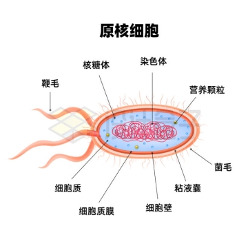 原核细胞内部结构解剖图5295887矢量图片免抠素材