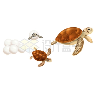 海龟从龟蛋到成年的发育图6209634矢量图片免抠素材