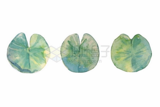 3款浮萍莲叶水生植物叶子水彩画4425524矢量图片免抠素材