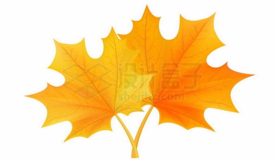 秋天里2片变黄变红的枫叶3245142免抠图片素材