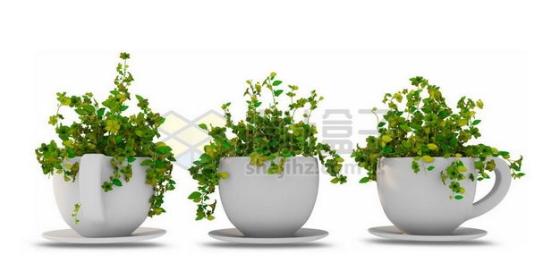 三款茶杯式白色陶瓷花盆中的千叶吊兰室内观赏植物7528936PSD图片免抠素材