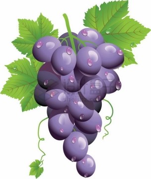 带水珠叶子的巨峰葡萄紫色葡萄png图片素材