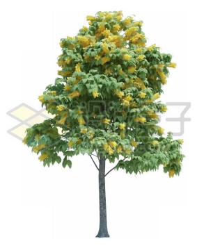 开着黄色花朵的绿树912446psd/png图片素材