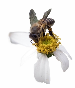 白色花朵上正在采蜜的蜜蜂4596632png图片免抠素材