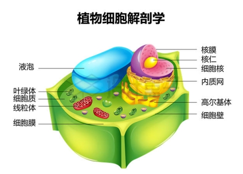 植物细胞内部结构解剖图5217502矢量图片免抠素材