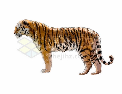 一只站立凝视远方的老虎写实风格水彩插画4331958矢量图片免抠素材免费下载