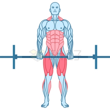 线条风格锻炼身体使用的肌肉示意图7155518矢量图片免抠素材