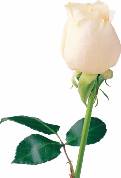  A yellow rose flower in bud 858298png picture material
