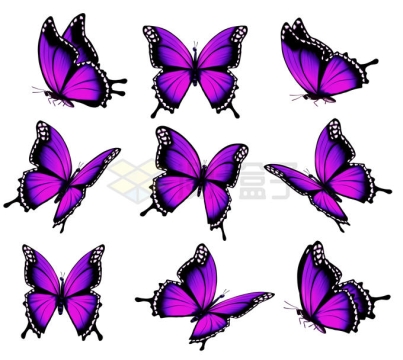 9只紫色蝴蝶9989200矢量图片免抠素材