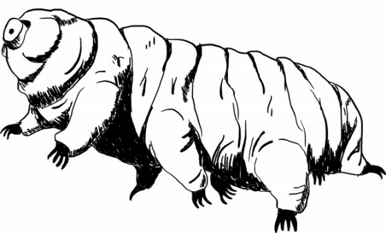 水熊虫缓步动物手绘插画862221png图片素材
